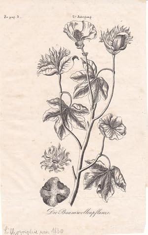 Die Baumwollenpflanze, schöne Lithographie um 1830, Blattgröße: 25,2 x 16 cm, reine Bildgröße: 22...