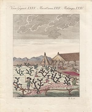 Färben, Cochenille, Schildlaus, altkolorierter Kupferstich um 1810 mit Ansicht des Einsammelns de...