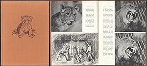 Simba das Löwenjunge. Heitere und traurige Erlebnisse eines Löwenjungen in den Steppen Afrikas, i...