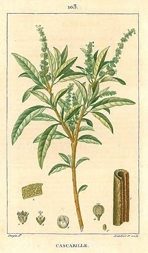 HEILPFLANZEN. - Kaskarillabaum. "Cascarille". Der Kaskarillabaum (Croton eluteria) ist eine Pflan...