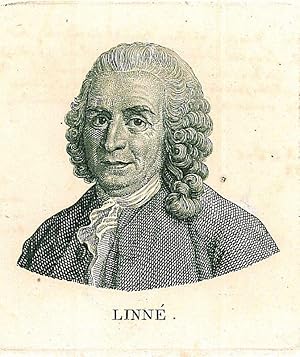 LINNÉ, Carl von (1707- 1778). Brustbild nach halblinks des Botanikers.