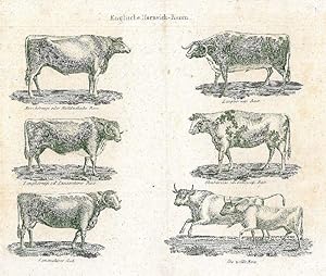 RINDER. "Englische Hornvieh-Racen". Sechs verschiedene Rinderrassen auf einem Blatt.