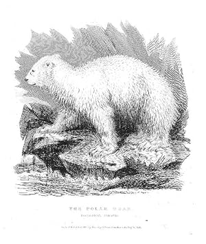 EISBÄR. "The Polar Bear".