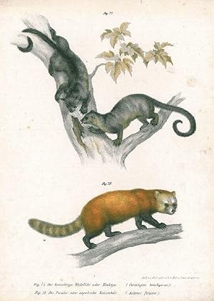 WICKELBÄR. Der breitohrige Wickelbär oder Kinkaju. Der Panda oder nepalische Katzenbär.