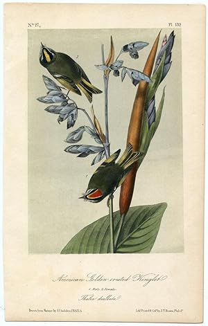 Audubon Royal Octavo American Golden-crested Kinglet Pl. 132