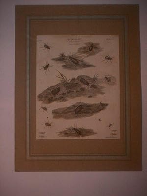 Seller image for Entomology. Order Coleoptera. Genus Cicindela. for sale by Ottmar Müller