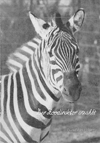 Bild des Verkufers fr Der Zoodirektor erzhlt, Folge 2 (Zebra) zum Verkauf von Schueling Buchkurier