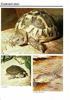 Seller image for Tierbilder- Faltblatt (vorn: 2 Schildkrten, Aligator) for sale by Schueling Buchkurier