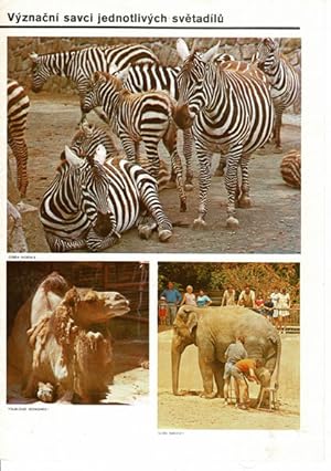 Seller image for Tierbilder- Faltblatt (vorn: Zebras, Kamel, Elefant) for sale by Schueling Buchkurier