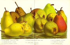 Pears, chromolithograph print - an assortment including Deux Soeurs, Petite Marguierite, Duc de N...