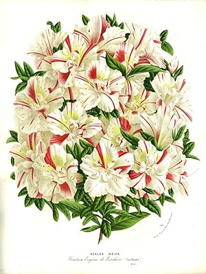 Azalea Indica, color chromolithograph. From the Flore des Serres et des Jardins de l'Europe. Whit...