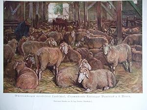 Immagine del venditore per Wrttemberger veredeltes Landschaf, Stammherde Rittergut Wanfried a.d. Werra venduto da Versandantiquariat Trffelschwein