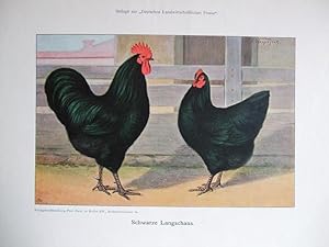 Image du vendeur pour Schwarze Langschans mis en vente par Versandantiquariat Trffelschwein