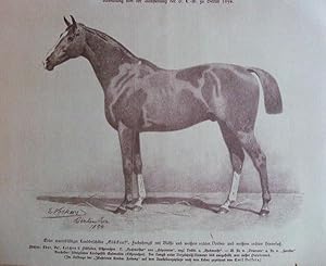 Seller image for Edler warmbltiger Landbeschler "Glckauf", Z: Eder, Laschen bei Pillkallen for sale by Versandantiquariat Trffelschwein