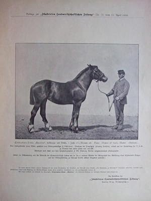 Seller image for Clydesdale-Stute "Quorra", Z: F. Schirmer, Neuhaus bei Paupitzsch for sale by Versandantiquariat Trffelschwein