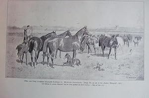 Seller image for Weidende Stutenherde beim Hauptgestt Trakehnen for sale by Versandantiquariat Trffelschwein