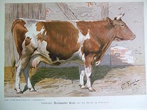 Imagen del vendedor de Hollnder Kuh "Unhold" aus der Herde zu Schossow a la venta por Versandantiquariat Trffelschwein