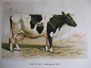 Imagen del vendedor de Ostfriesische Kuh "Snuif No. 864" a la venta por Versandantiquariat Trffelschwein