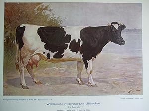 Imagen del vendedor de Westflische Niederungs-Kuh "Blmchen", Z: A.F. Pott in lde a la venta por Versandantiquariat Trffelschwein