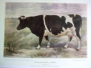Imagen del vendedor de Wesermarsch-Kuh "Almida", Z: C.H. Haxen in Fleeste a la venta por Versandantiquariat Trffelschwein