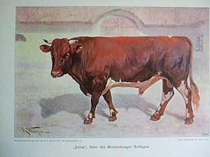Imagen del vendedor de Stier "Julius" des Breitenburger Schlages a la venta por Versandantiquariat Trffelschwein