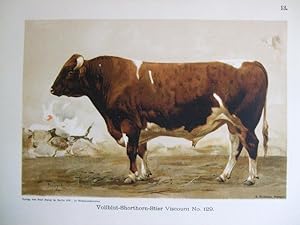 Imagen del vendedor de Vollblut-Shorthorn-Stier "Viscount No. 129" a la venta por Versandantiquariat Trffelschwein