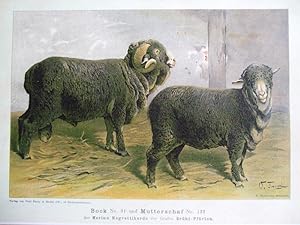 Imagen del vendedor de Bock 91 und Schaf 132 aus der Merino-Negrettiherde des Grafen Brhl-Pfrten a la venta por Versandantiquariat Trffelschwein