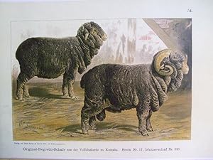 Imagen del vendedor de Bock 17 und Schaf 220, Original-Negretti-Schafe aus der Vollblutherde zu Kentzlin a la venta por Versandantiquariat Trffelschwein