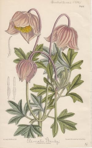 Curtis - Clematis stanleyi Kol. Lithographie Nr. 7166 aus Botanical Magazine.