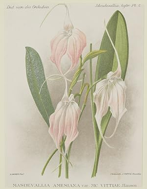 Image du vendeur pour Masdevallia amesiana var. Mc Vittlae Hansen, mis en vente par Sephora di Elena Serru