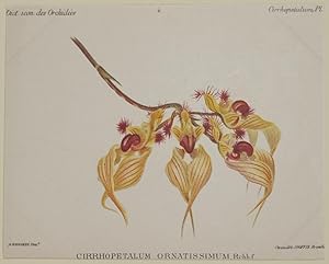 Cirrhopetalum ornatissimum Rchb.f,