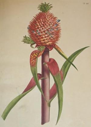 Image du vendeur pour Plantae Selectae. mis en vente par Yushodo Co., Ltd.