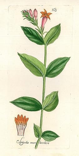 HEILPFLANZEN. - Mariländische Spiegelie. "Spigelia marilandica". Mariländische Spiegelie.