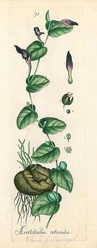 HEILPFLANZEN. - Pfeifenblume. "Aristolochia rotunda". Pfeifenblume auch Pfeifenwinden oder Osterl...