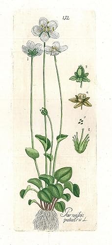 HEILPFLANZEN. - Sumpf-Herzblatt. "Parnassia palustris". Sumpf-Herzblatt oder Studentenröschen. Da...