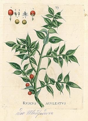 HEILPFLANZEN. - Mäusedorn. "Ruscus Aguleatus". Stechender oder stacheliger Mäusedorn.