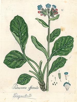 HEILPFLANZEN. - Lungenkraut. "Pulmonaria officinalis". Geflecktes Lungenkraut auch echtes Lungenk...