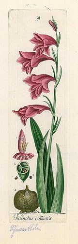 HEILPFLANZEN. - Gewöhnliche Siegwurz. "Gladiolus communis". Gewöhnliche Siegwurz, eine Pflanzenar...