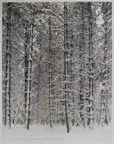 Seller image for Pine Forest in Snow. Also called: Trees and Snow. for sale by Wittenborn Art Books