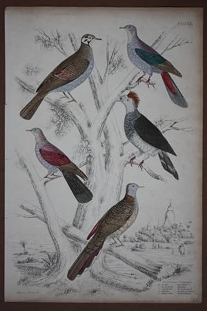 Feldtauben, Columba Pigeons, altkolorierte Lithographie um 1850 mit fünf Vögeln, Blattgröße: 34,3...