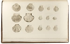 Seller image for Catalogues of the birds, shells, and some of the more rare plants, of Dorsetshire. From the new and enlarged edition of Mr. Hutchins's history of that county . With additions; and a brief memoir of the author for sale by Donald A. Heald Rare Books (ABAA)