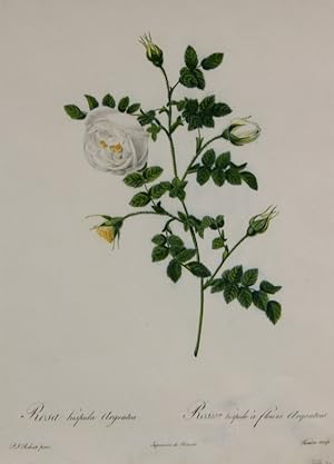"Rosa Hispida Argentea - Rosier hispide à fleurs Argentees.",