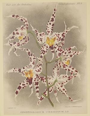 Seller image for Odontoglossum cirrhosum, for sale by Sephora di Elena Serru
