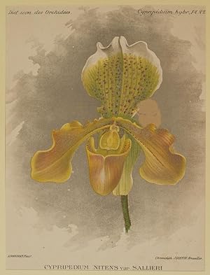 Image du vendeur pour Cypripedium nitens var. sallieri, mis en vente par Sephora di Elena Serru