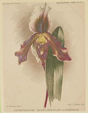 Image du vendeur pour Cypripedium ashburtoniae var. bartetii, mis en vente par Sephora di Elena Serru