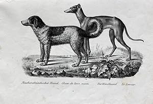 "Neufundländischer Hund. Der Windhund." originale Lithographie auf Bütten-Karton/strong paper ca....