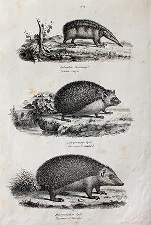 "Gestreifter Borstenigel. Langohriger Igel. Europäischer Igel" originale Lithographie auf Bütten-...