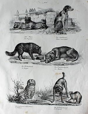"Der Mops. Jagdhund. Hirtenhund. Fleischerhund." originale Lithographie auf Bütten-Karton/strong ...