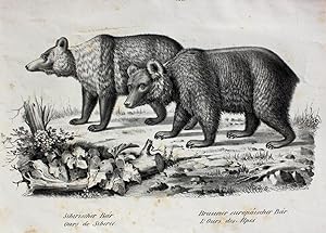 "Sibirischer Bär. Brauner europäischer Bär." originale Lithographie auf Bütten-Karton/strong pape...