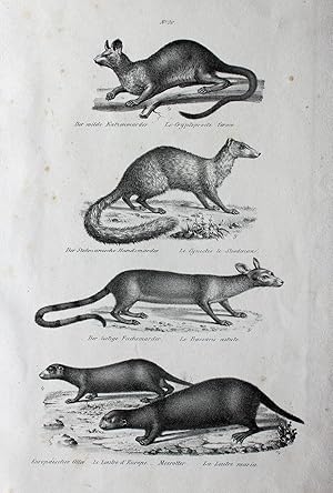 "Der wilde Katzenmarder. Der Stedmanische HundsmarderMeerotter" originale Lithographie auf Bütte...